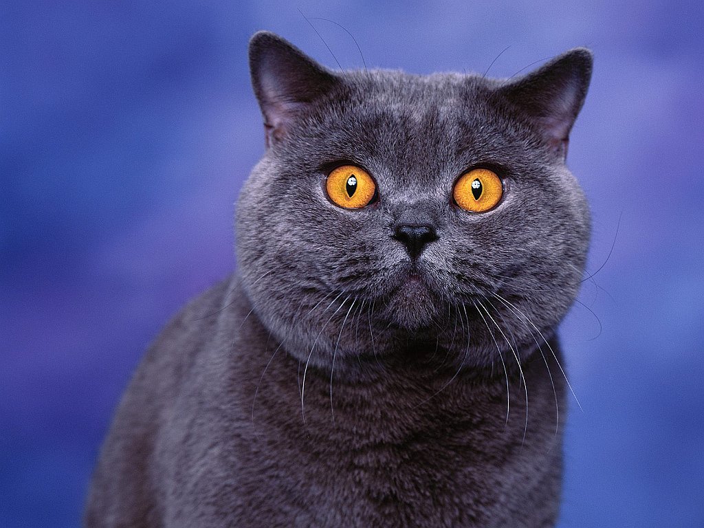 Bewitched, Blue British Shorthair